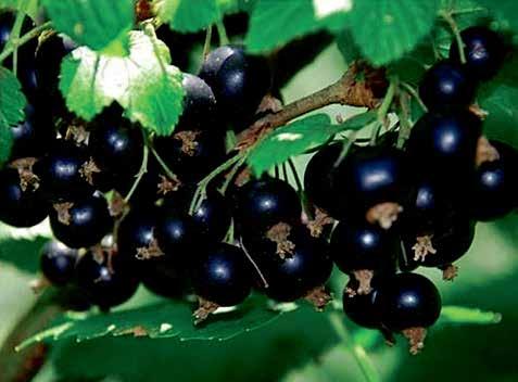 ÜZÜMSÜ MEYVE TÜR / BERRY FRUITS