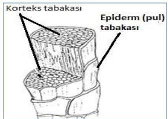 Korteks Tabakası: Lifin esas yapısını, ortalama %90 ını oluşturur. Uzun, kat ve iğ şeklinde hücrelerden yapılmıştır.