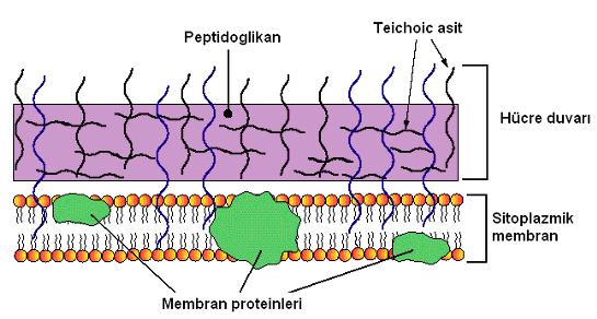 Bakteri hücre duvarının sağlamlığı Uzun polisakkarit zincirler, kısa peptitlerle