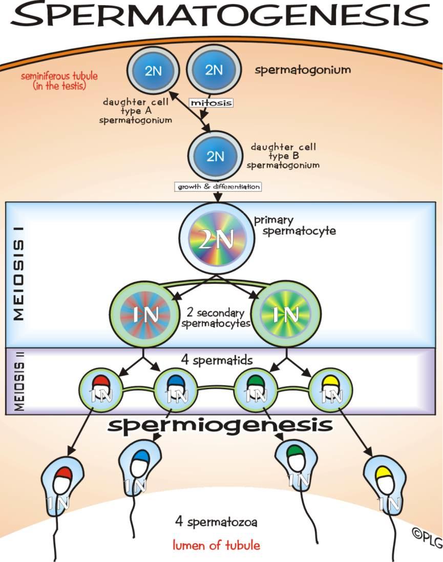 Spermatogenez Primer spermatosit birinci mayoz bölünme ile sekonder spermatositleri oluşturur.