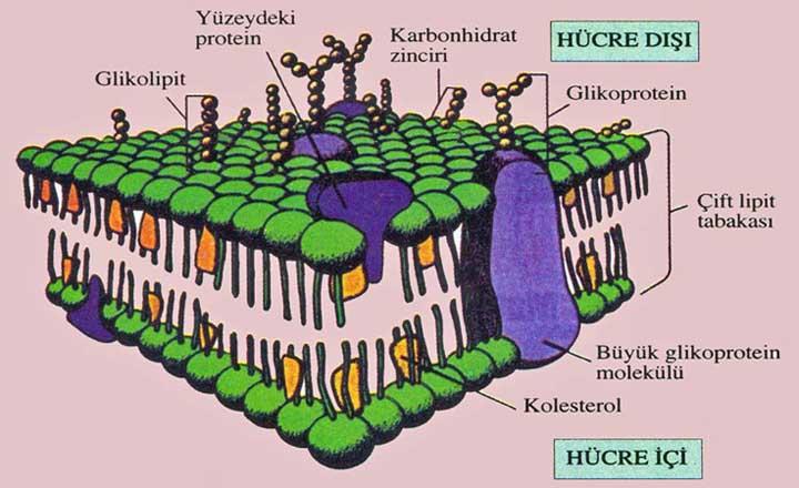 Hücre yüzeyi dinamiktir Hücre yüzeyindeki taşıma olayları ve haberleşme çok önemlidir.