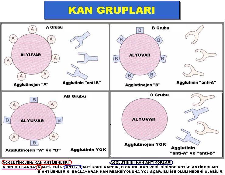 Antijenler Hücre yüzeyinde bulunan diğer kimlik yapılarıdır.