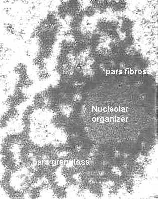 NOR (nükleolar organize edici bölge) DNA nın