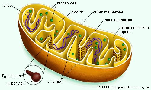 Mitokondriler Hem hayvan hem de bitki hücresinde bulunurlar.