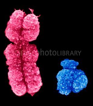 Homolog kromozom istisnaları Bakteri ve virüslerde tek bir kromozom bulunur.