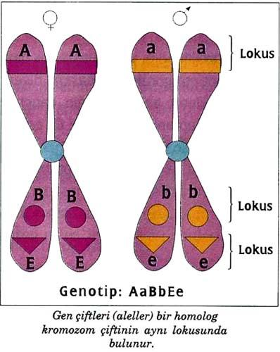 Homolog kromozomlar benzerdir Homolog kromozom çiftinin her bir üyesi, diğeri ile önemli benzerlikler taşır.