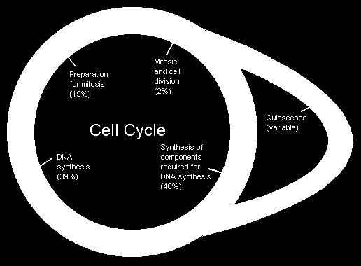 G 0 evresi!!! G 0 daki hücreler metabolik olarak aktiftir fakat çoğalmazlar. Kanser hücreleri G 0 a girmekten kaçınırlar.
