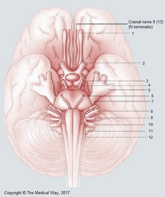 N.terminalis (0 veya XIII) Lobus frontalis in gyrus rectus unun orbital yüzü üzerinde seyreden miyelinsiz sinir liflerinden oluşur. Lamina terminaslis üzerinden cranium a girer. N.