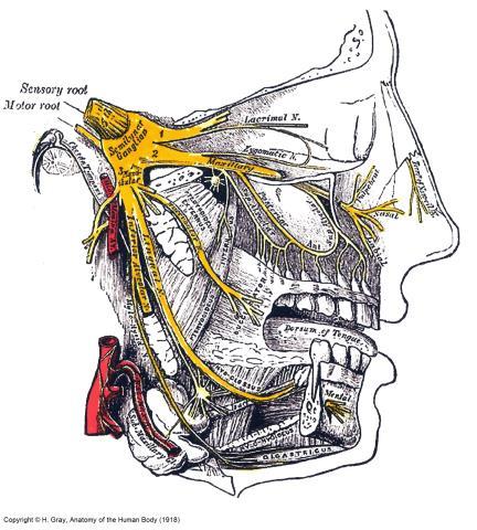 Gasserian ganglionu, n.trigeminus un duyu ganglionudur. Temporal kemiğin petroz parçasının apeksi üzerine oturur. Bu gangliondan 3 dal çıkar: n.opthalmicus (V1), n.maxillaris (V2) ve n.