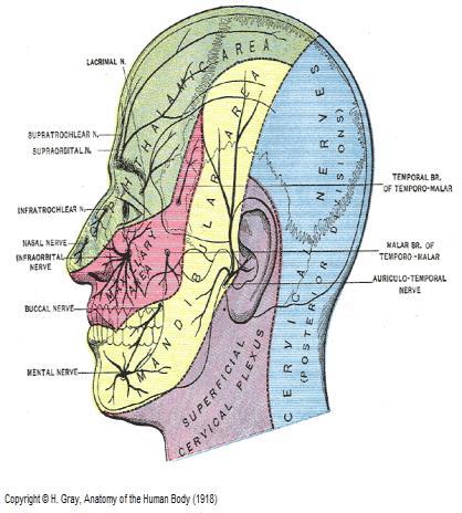 opthalmicus (V1), sinus cavernosus un dış duvarında seyreder, orbita ya fissura orbitalis superior dan geçerek girer.
