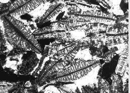 gözenek Şekil 4.17 Mollababa ÖSKnde Adilcevaz kireçtaşlarına ait ince kesit görüntüsü Mollababa ÖSK nde tüm Adilcevaz kireçtaşları boyunca (Şekil 4.16) fosil topluluğu gelişmeleri izlenmektedir.