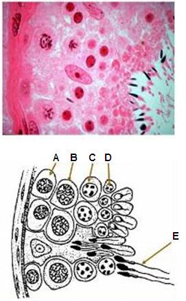 19) Şekil 6 hayvanlarda spermatogenez sürecini göstermektedir.
