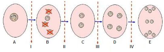 Şekil 13 34) Şekil 13 polen oluşum sürecini göstermektedir. C olarak adlandırılan hücre aşağıdakilerden hangisidir: a) polen hücresi; b) gametofit; c) sporofit; d) mikrospor.