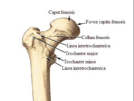 kadardır. Femur basının tepesinde medialde fossa capitis femoris (fovea) vardır, buraya ligamentum teres (lig. capitis femoris) yapısır (ġekil 4).