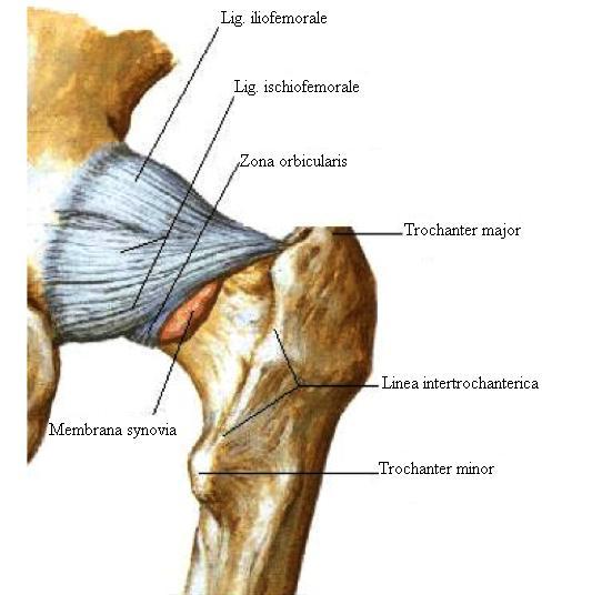 eklem içerisinde de iki adet bağ vardır; Ligamentum Transversum Acetabuli Incisura acetabuli nin