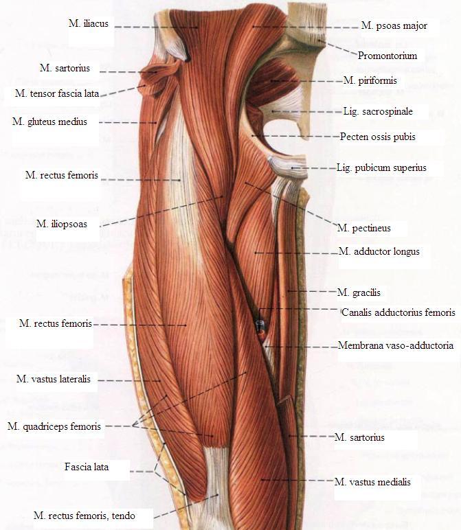 ġekil 7. Uyluk kasları (16) Medial Kompartman Kasları M. adductor longus: Uyluğa adduksiyon ve fleksiyon yaptırır. Uyluk fleksiyonda iken dıģ rotasyon yaptırır. Siniri n. obturatorius tur. olur. M. adductor brevis: Adduksiyon ve dıģ rotasyon yaptırır.