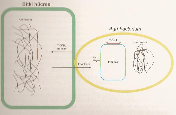 T-DNA nın bir bitki hücresine aktarımı 4 aşamada gerçekleşir: 1- Agrobacterium un bitki hücresine tutunması ve koloni oluşturması, 2- Virulens genlerin uyarılması, 3- T-DNA transferi, 4- T-DNA nın