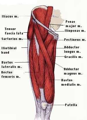 8 M. biceps femorisin uzun başı tuber ischiadicum ve kısa başı linea aspera dışından başlayıp fibula başına yapışır.
