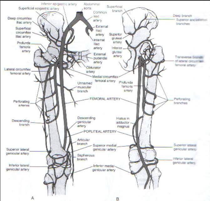 9 Femurun nutrisyen arteri çoğunlukla linea asperanın yanından giriş yapar. Nutrisyen arter, arteria profunda femorisin dalıdır.