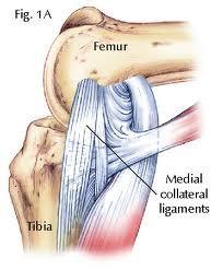 (Ligament):