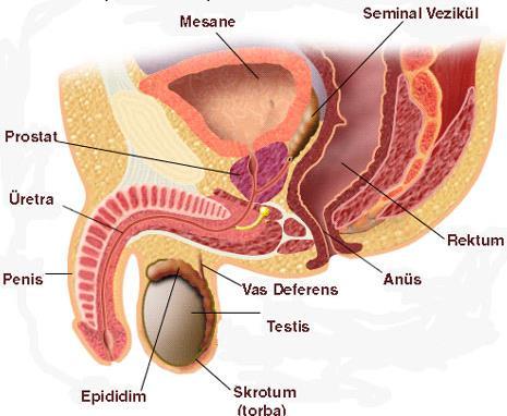 testislerdeki ya da yardımcı bezlerdeki salgıları depolayıp penise taşırlar. Yardımcı bezler ise spermin penise taşınması için uygun ortamı oluşturacak olan sıvıyı üretirler.