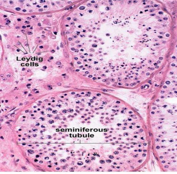 Sertoli hücreleri sayıları az olup spermatogenik hücreler arasına düzenli aralıklarla yerleşmişlerdir.