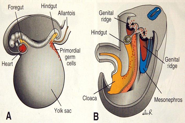 2.3. Erkek Genital Sistem Embriyolojisi 2.3.1. Ġndifferent Dönemde Testislerin GeliĢimi: Resim 5. Primordial germ hücrelerinin genital kabartıya göçü (Sadler, 2005).