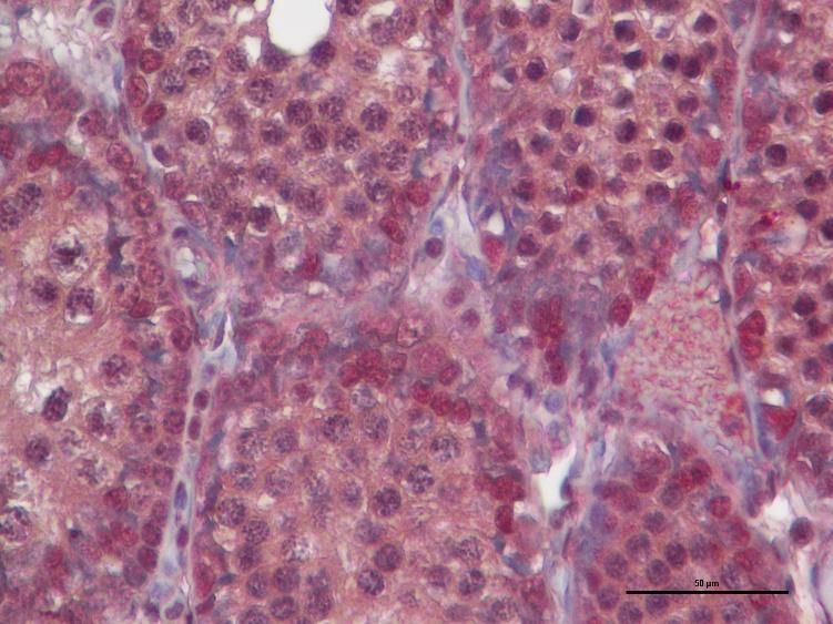 20 günlük rat testislerinde DDX ekspresyonu