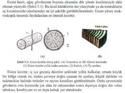 3.1 Kesiş Yönleri Ağaç malzemenin anatomik kesitlerinden enine kesit ağacın boyuna eksenine dik yönde, radyal kesit ağaç ekseni boyunca ve öz ışınlarına paralel yönde, teğet kesit ise yine ağaç