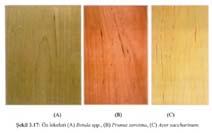 3.4 Öz Işınları 3.7 Öz Lekeleri Öz ışınları, odunun kullanım yeri ile ilgili bazı özellikleri üzerinde etkilidir.