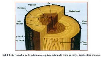 3.8 Diri Odun ve Öz Odun Diri odundan öz oduna dönüşüm sırasında görülen değişiklikler ve öz odunun sahip olduğu özellikler aşağıda maddeler halinde verilmiştir.