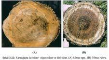 8 Diri Odun ve Öz Odun Bu gruba giren ağaç türlerinde koyu renkli öz odun bulunabildiği gibi, bazen de bulunmayabilir.