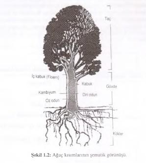 Ağaçta Büyüme-Fotosentez ve Yapısal Bölümler Gövdenin merkezinde öz bulunur. Özün etrafında her yıl kambiyum tarafından üretilen yıllık halkalar yer almaktadır.