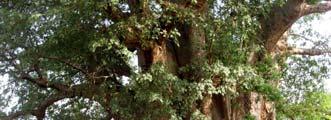 (Picea) gelişmektedir. Ancak dallanma şekli ağaç yaşı ile de değişebilir.