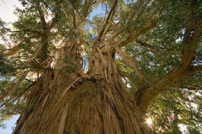 Monokotiledonlardan Palmiyeler 4-57 m ye, Bambular ise 40 m ye kadar boy yapabilmektedirler.