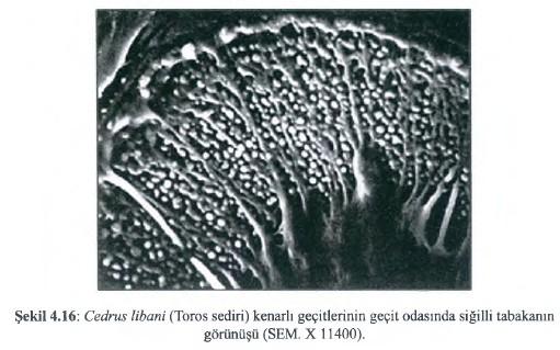 Kalıntıların kimyasal yapısı lignine benzemekle beraber, ilâve olarak proteinleri de içermektedir. Ancak, Sekonder çeperde protein yoktur.