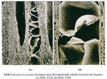 Örneğin; kayın trahelerinde geçit çapı 10-15 µm ya da daha fazla ise tüller oluşabilmektedir. 5.2 Hücrelerde Diğer Özel Oluşumlar 1. Bölmeler 2.