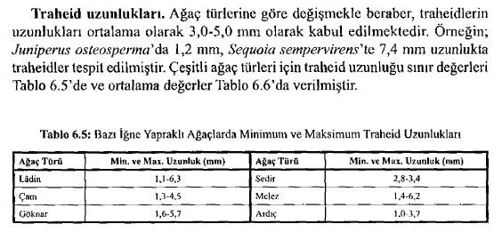 Yaz odunu traheidlerinin radyal çeperleri üzerindeki geçitler daha az sayıda ve daha küçük