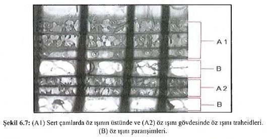(3) Strand Traheidler Strand traheidler boyuna yönde uzanan kısa ve uç çeperleri yatık hücrelerdir.