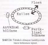 2.2.2 Vaskular Kambiyumda Hücre Bölünmesi 2.2.2 Vaskular Kambiyumda Hücre Bölünmesi Kambiyumdaki iğimsi inisiyaller gövde yüzeyine paralel teğet yönde bölünerek yeni ksilem ve floem hücrelerini meydana getirirler.