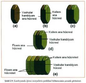 Bu çeşit bölünmelere antiklinal bölünme adı verilir.