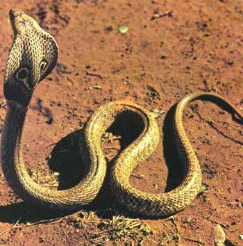 2 m Güneydoğu Asya da Naja naja (Adi Kobra, Gözlüklü Kobra) Ense kısmında gözlük şeklinde bir desen bulunur.