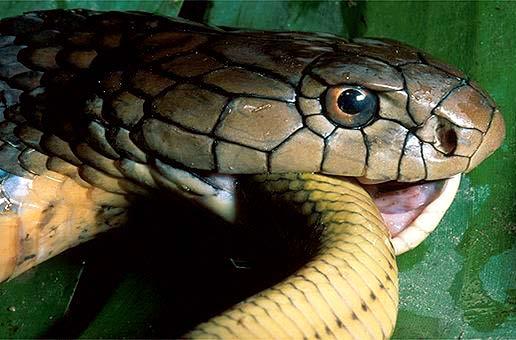 6 m Ophiophagus hannah (Kral Kobra, Yılan Yiyen Kobra) Zehir dişleri 10 cm kadar olabilir.