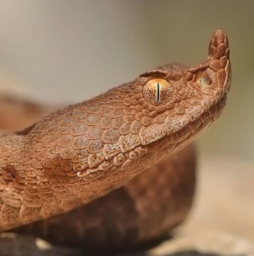 Familia 7: Viperidae (Engerekgiller) Solenoglypha grubuna dahil zehirli yılanlardır. Zehirleri çok şiddetlidir ve esas olarak hemolitik, nadiren nörotoksik etkiye sahiptir.