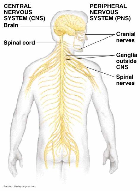 Sinir Dokusu Bir nöron sinir sisteminin, elektriksel sinyal üretmek, sinyalleri entegre etmek ve sinyali, bazen oldukça uzak mesafede bile yer alan diğer hücrelere iletmek üzere özelleşmiş bir
