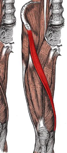 Fleksiyon Fleksör Grup kaslar İliopsoas Pektineus Rektus femoris Sartorius İliopsoas Psoas ve iliacus kasları kalçanın fleksiyonunu gerçekleştiren başlıca kaslardır.