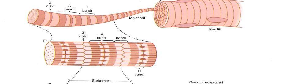 Kas Dokusu Bedendeki bütün hareketler kas kasılmaları sonucu oluşur. Kas hücrelerinin 3 tipi bulunmaktadır. Bu hücreler iskelet, kalp, düz kas dokularıdır.