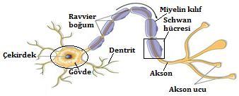 UYAR: Merkezî sinir sisteminde bulunan larda miyelin kılıf oligodendrosit, çevresel sinirlerde ise schwan hücreleri tarafından oluşturulur.