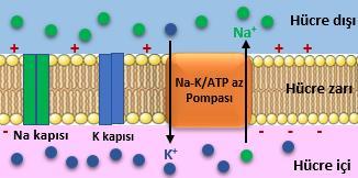 V Şekil: Nöronda zar potansiyeli oluşturan iyonların dağılımı -Polarize durumdaki bir da Na ve K kanalları kapalıdır. -Polarizasyonu sağlayan hücre zarında bulunan Na + -K + ATPaz pompasıdır.
