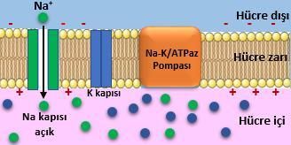 Na-K ATPaz ile dışarı pompalanan Na + iyonları, içeri pompalanan K + iyonlarından fazladır.